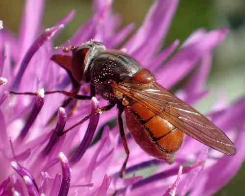 Réf. 217 549 : Rhingia campestris